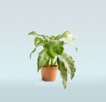 Aglaonema Silk