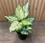 Aglaonema Silk - Image 2