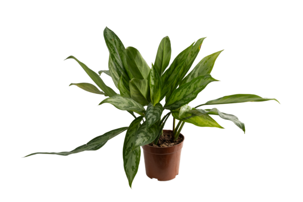 Aglaonema - Image 5