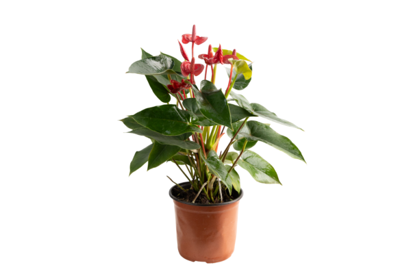 Aglaonema