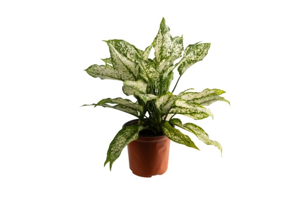 Aglaonema - Image 6