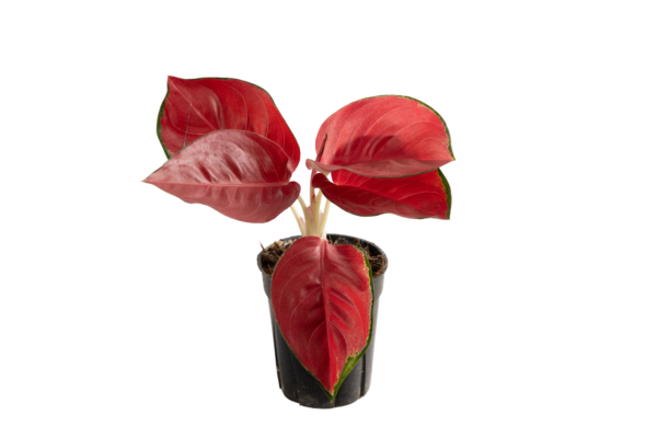 Aglaonema - Image 2