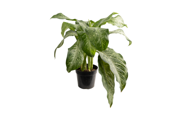 Aglaonema - Image 3