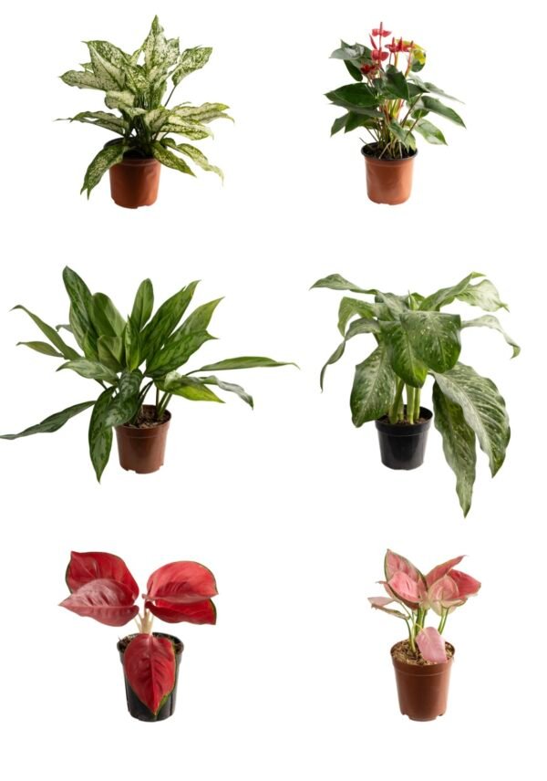 Aglaonema