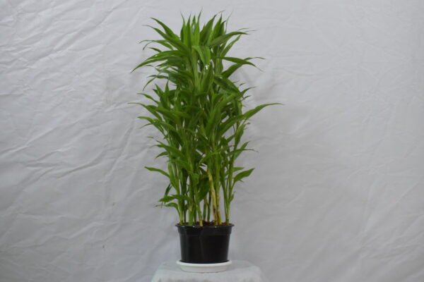 Bamboo Ventricosa 10L