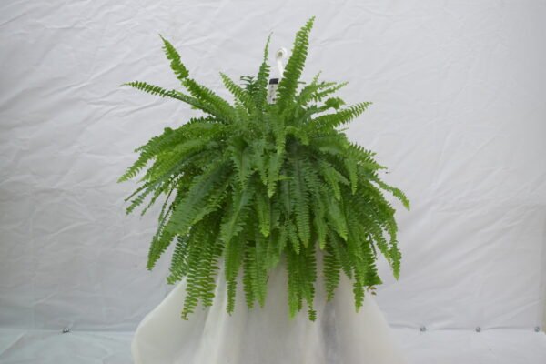 Boston Fern