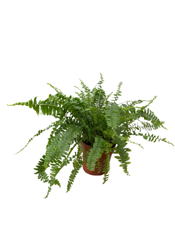 Boston Fern