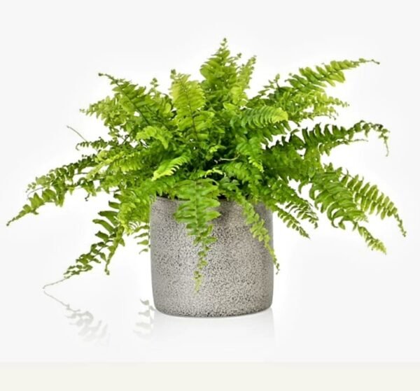 Boston Fern