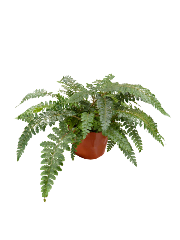 Boston Fern - Image 2