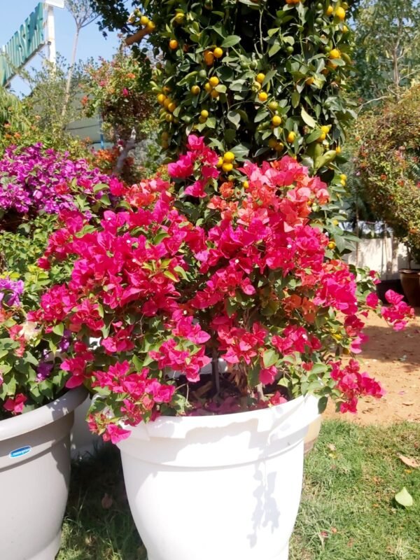 Bougainvillea Cone