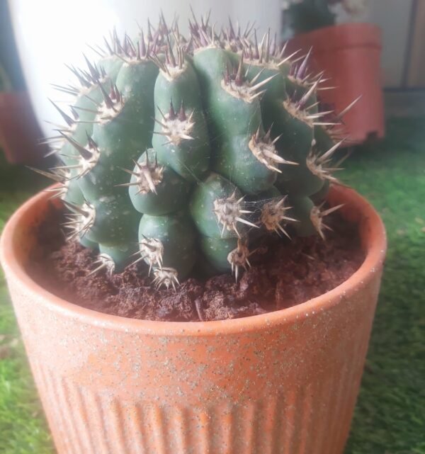 Cactus Ball