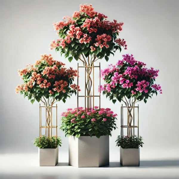 Bougainvillea 4 Sticks 1m