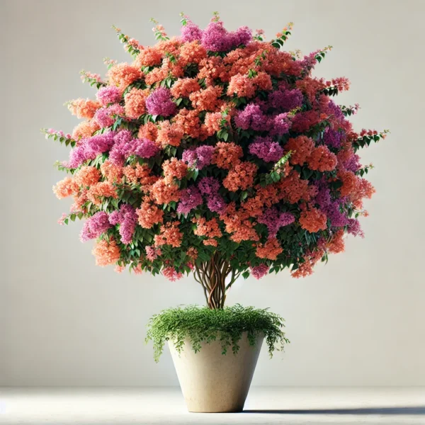 Bougainvillea Cone Shape 2m