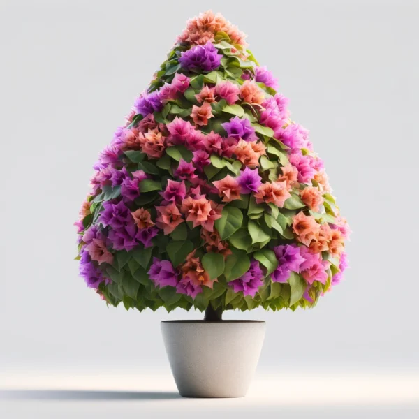 Bougainvillea Cone small