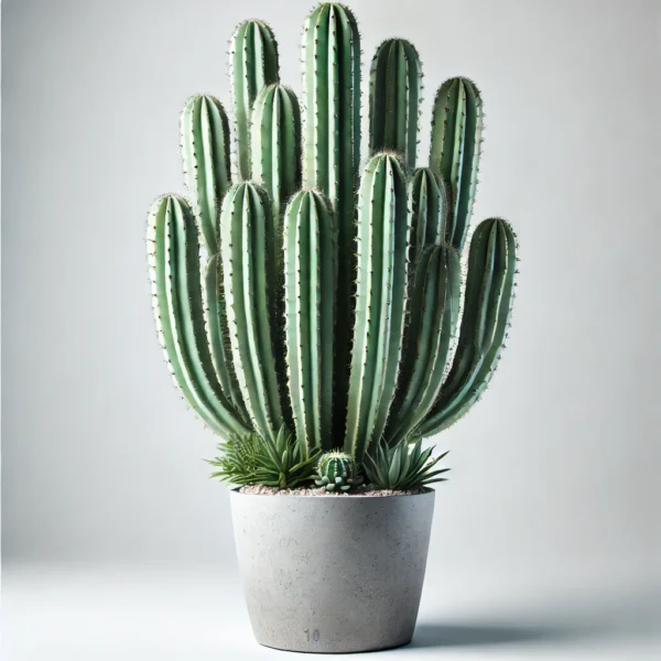 Cactus Maxican 10 L