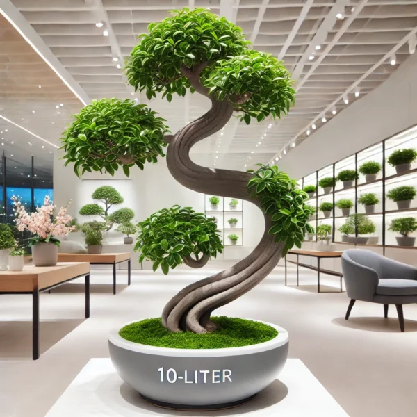 Ficus Bonsai S Shape 10L