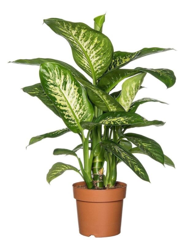 Dieffenbachia