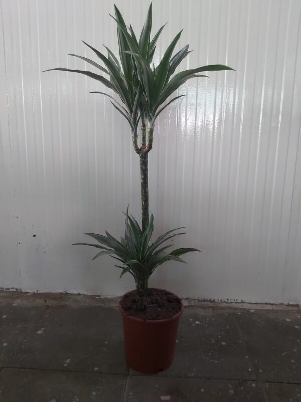 Dracaena Multi head