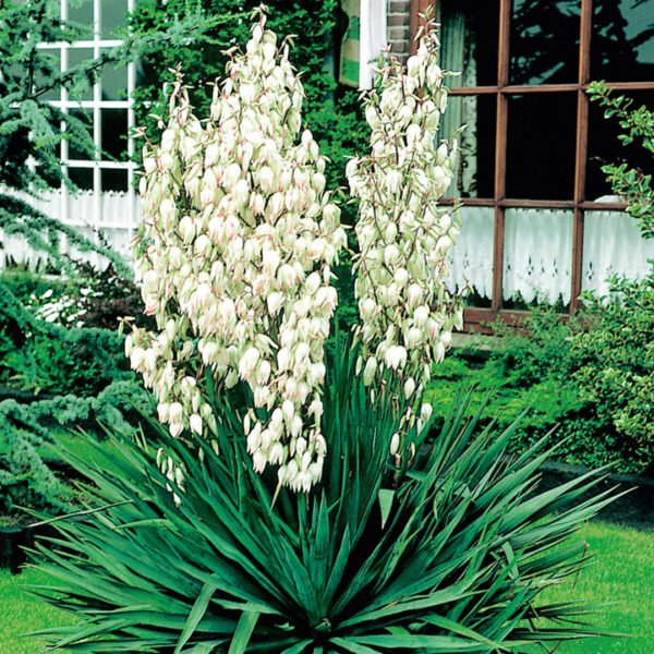 Yucca felimontossa