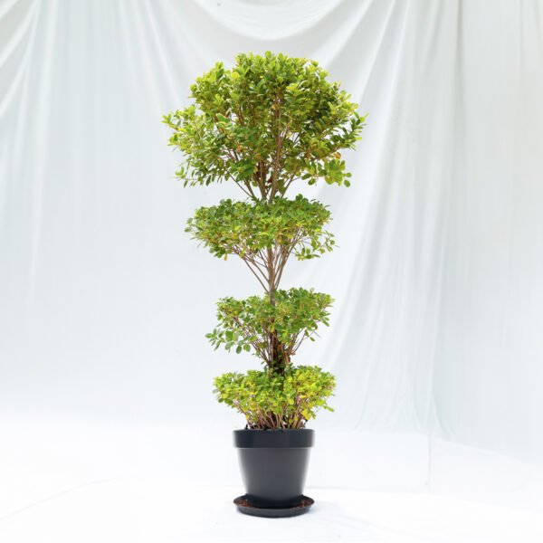 Ficus 3 Steps