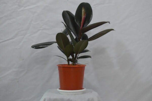 Rubber Plant