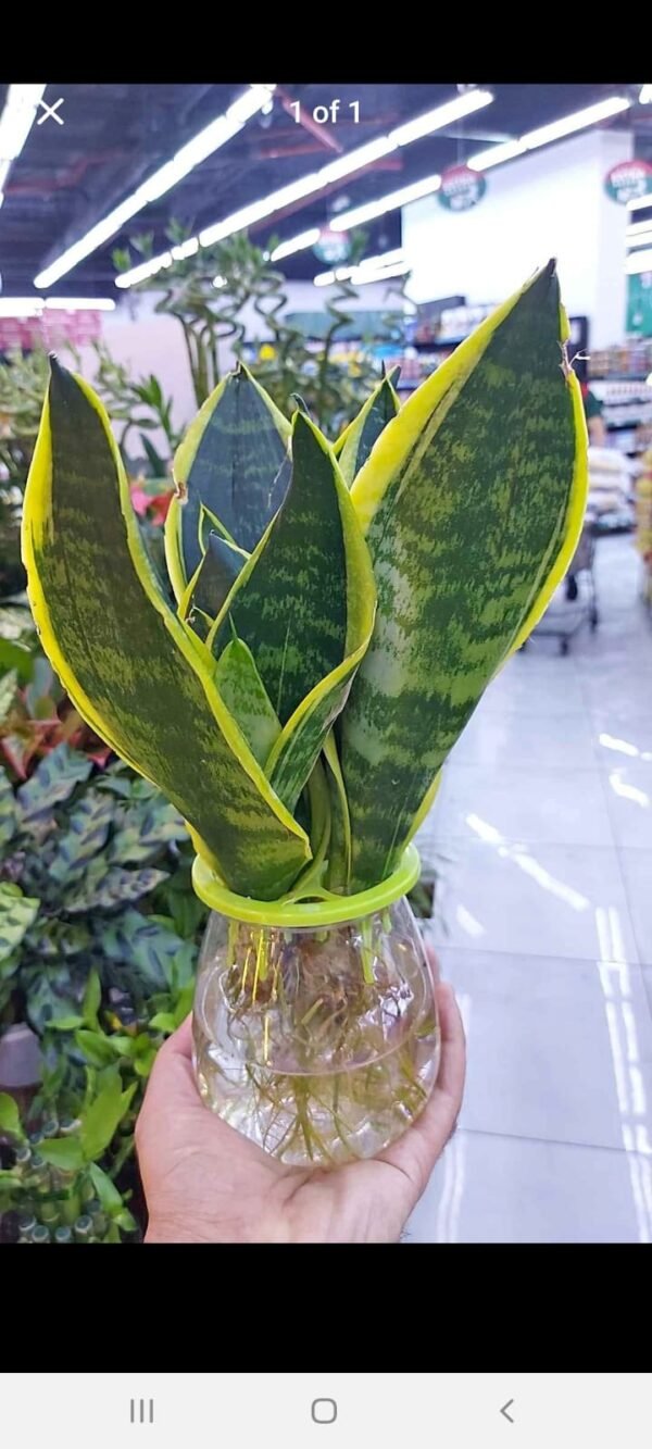 Snake Plant