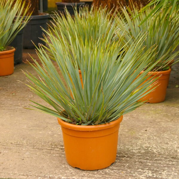 Yucca rostrata 18L