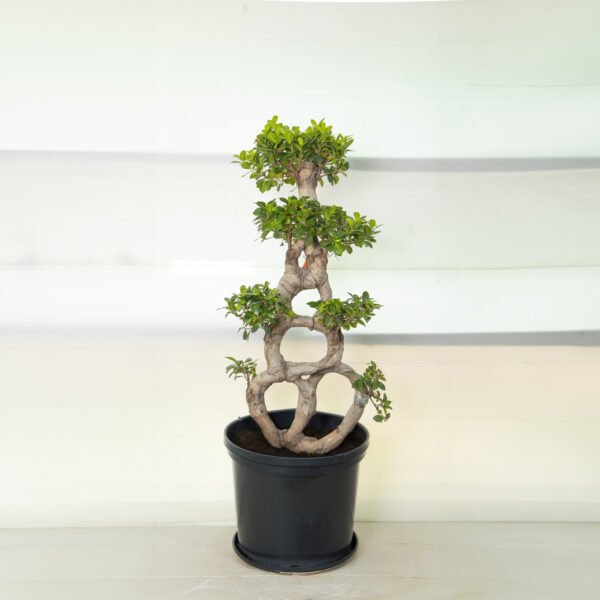 Ficus Bonsai 3 Trunk 8 Shape