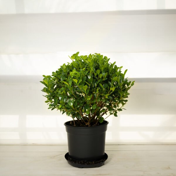 Ficus Panda Ball