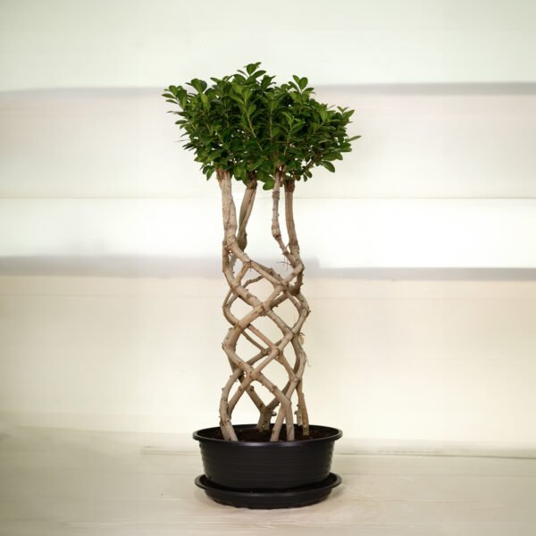 Ficus Cage