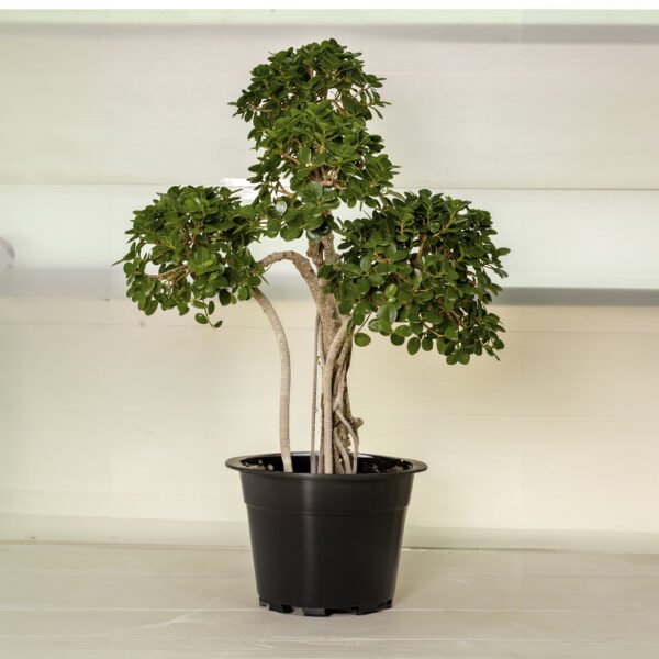 Ficus Bonsai Small (Multi Head Thai)