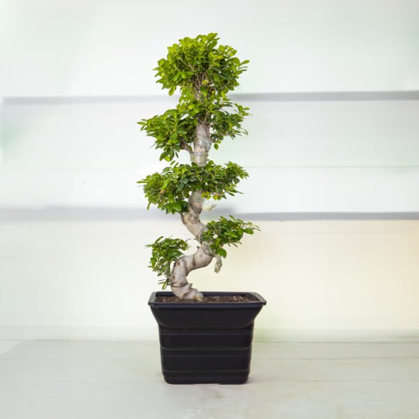 Ficus Bonsai S Shape 6L