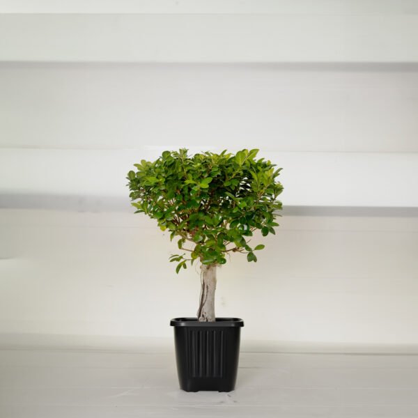 Ficus 1 Head