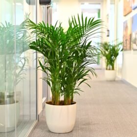 Areca Palm Indoor