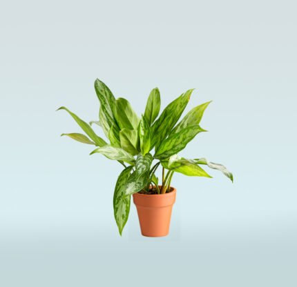 Aglaonema Maria