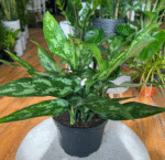 Aglaonema Maria - Image 2