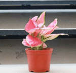 Aglaonema Pink - Image 3
