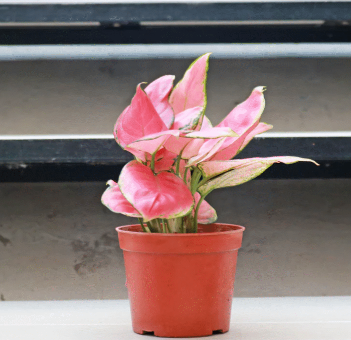Aglaonema Pink - Image 3