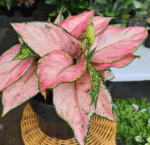 Aglaonema Pink - Image 2