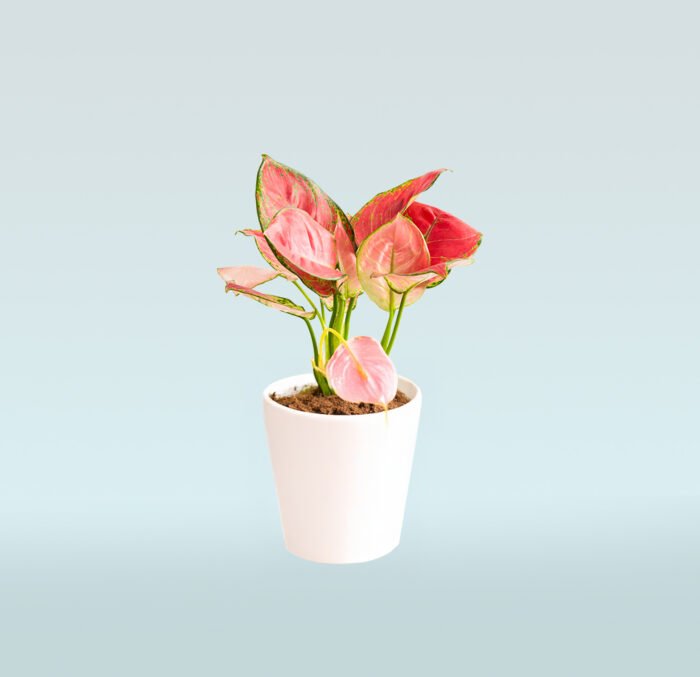 Aglaonema Pink - Image 1