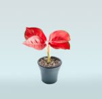 Aglaonema Red