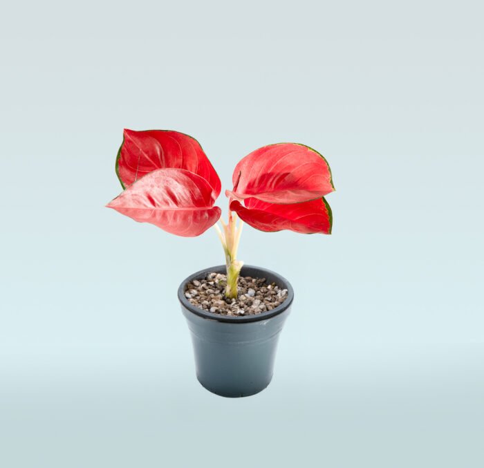 Aglaonema Red - Image 1