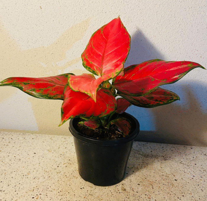 Aglaonema Red - Image 3