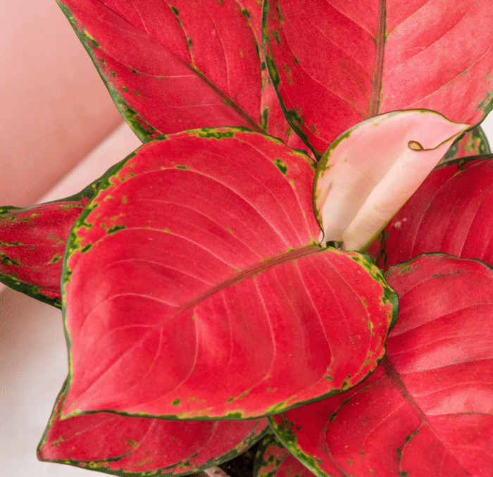 Aglaonema Red - Image 2