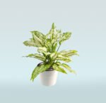 Aglaonema Spring Snow