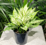 Aglaonema Spring Snow - Image 3
