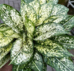 Aglaonema Spring Snow - Image 2