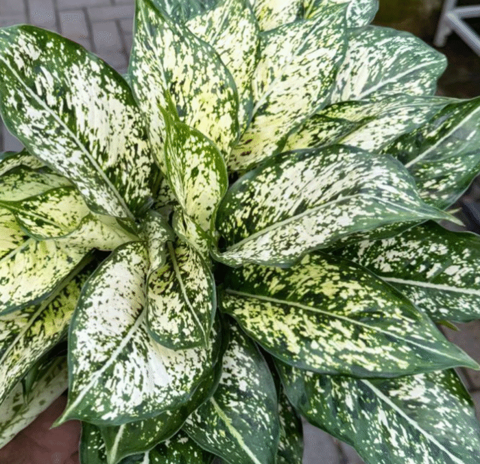 Aglaonema Spring Snow - Image 2