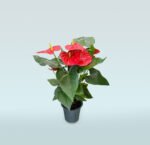 Anthurium Andraeanum