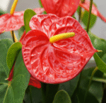 Anthurium Andraeanum - Image 2